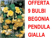 OFFERTA 9 BULBI BEGONIA PENDULA GIALLA