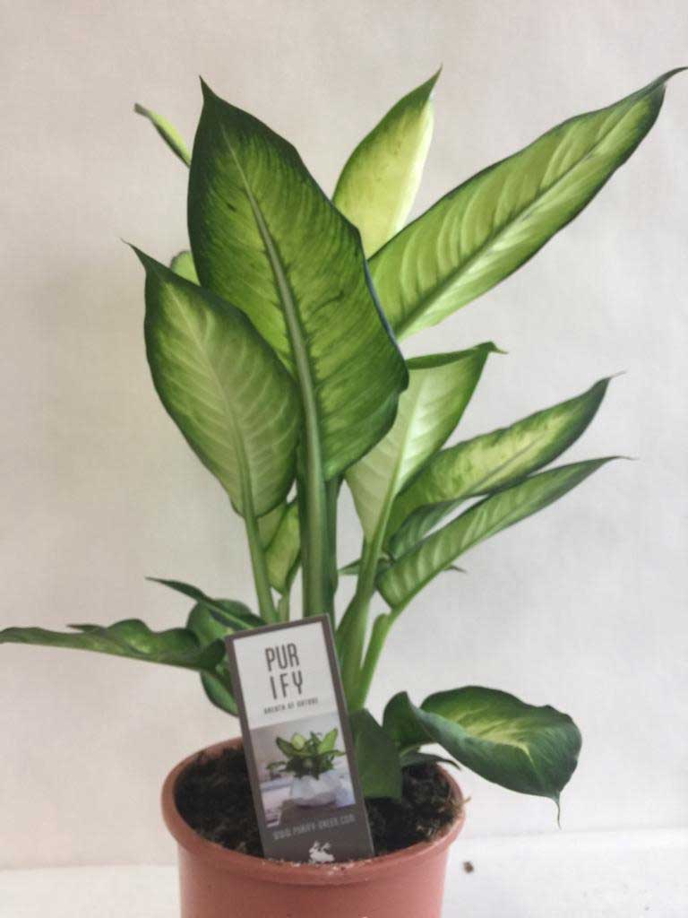 DIEFFENBACHIA SUMMER STYLE VASO 17CM