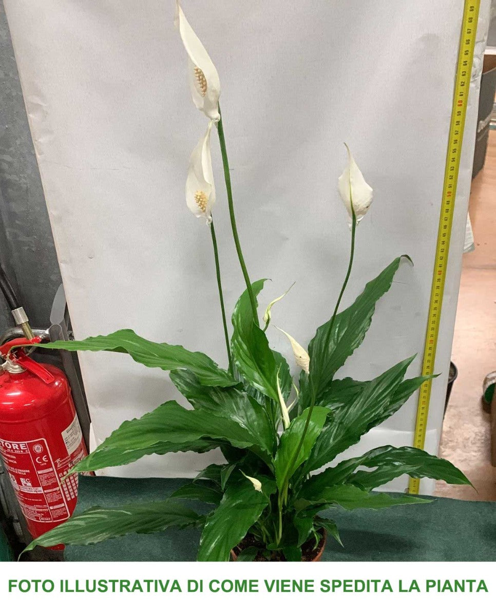 SPATHIPHYLLUM  SWEET CHICO VASO 13CM
