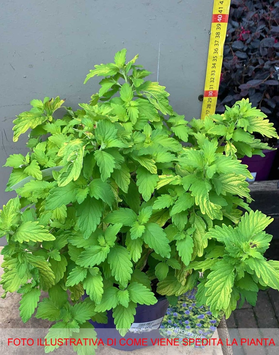CARYOPTERIS GOOD AS GOLD VASO 18CM