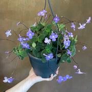 STREPTOCARPUS SAXORUM VASO 17CM