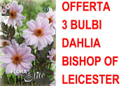 OFFERTA 3 BULBI DAHLIA PEONYFLOWERING BISHOP OF LEICESTER