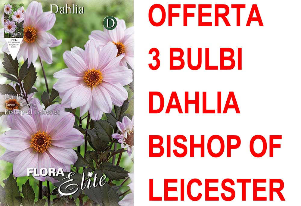 OFFERTA 3 BULBI DAHLIA PEONYFLOWERING BISHOP OF LEICESTER