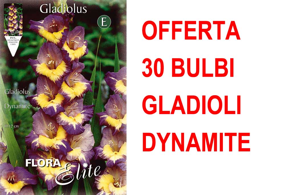 OFFERTA 30 BULBI GLADIOLI A FIORI GRANDI DYNAMITE