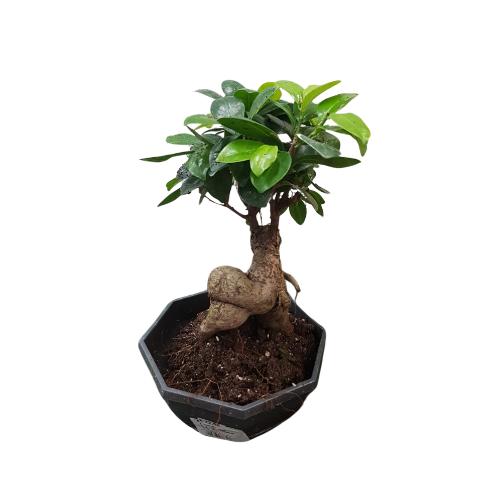 FICUS GINSENG BONSAI VASO 17CM