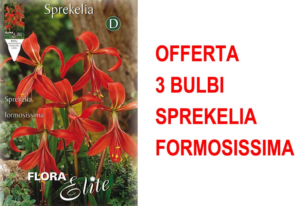 OFFERTA 3 BULBI SPREKELIA FORMOSISSIMA GIGLIO DEGLI ATZECHI