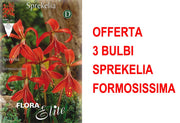OFFERTA 3 BULBI SPREKELIA FORMOSISSIMA GIGLIO DEGLI ATZECHI
