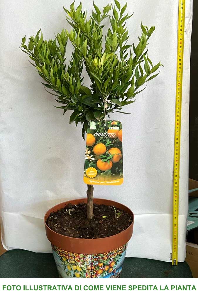 CITRUS MYRTIFOLIA CHINOTTO IN VASO 22CM
