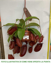 PIANTA CARNIVORA NEPENTHES VASO 14CM