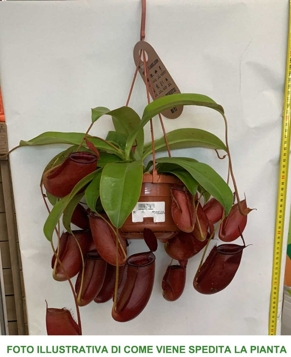 PIANTA CARNIVORA NEPENTHES VASO 14CM