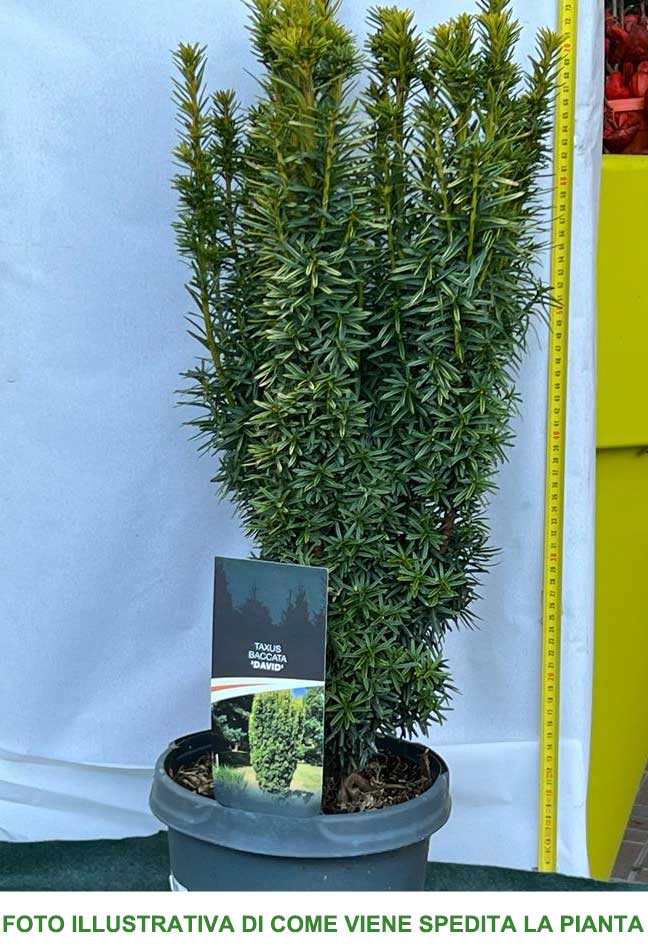 TAXUS BACCATA DAVID VASO 23CM