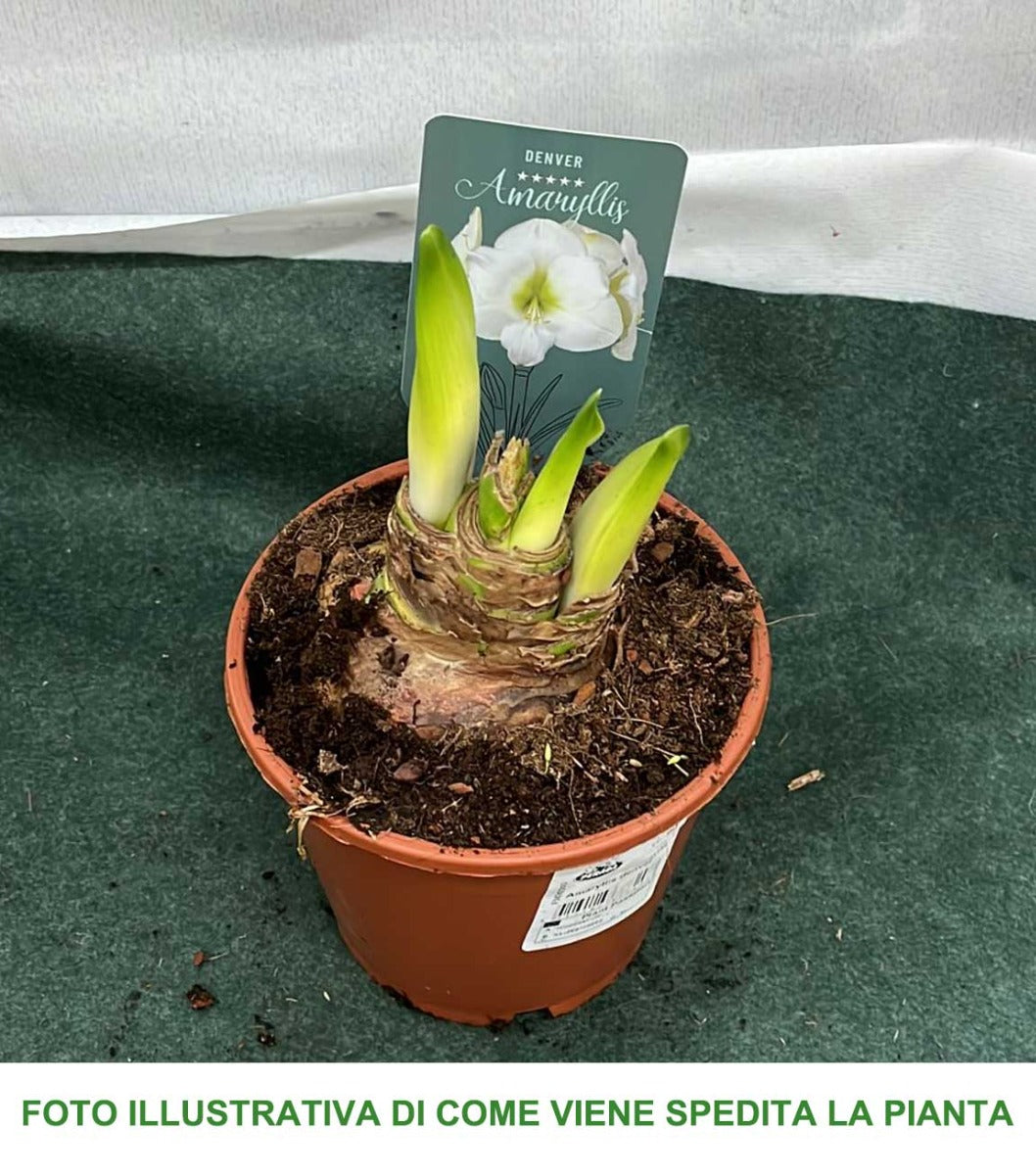 AMARYLLIS DENVER BIANCO VASO 12CM