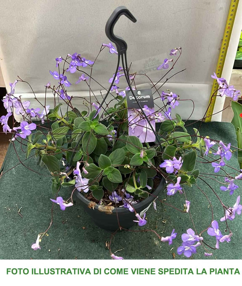STREPTOCARPUS SAXORUM VASO 17CM