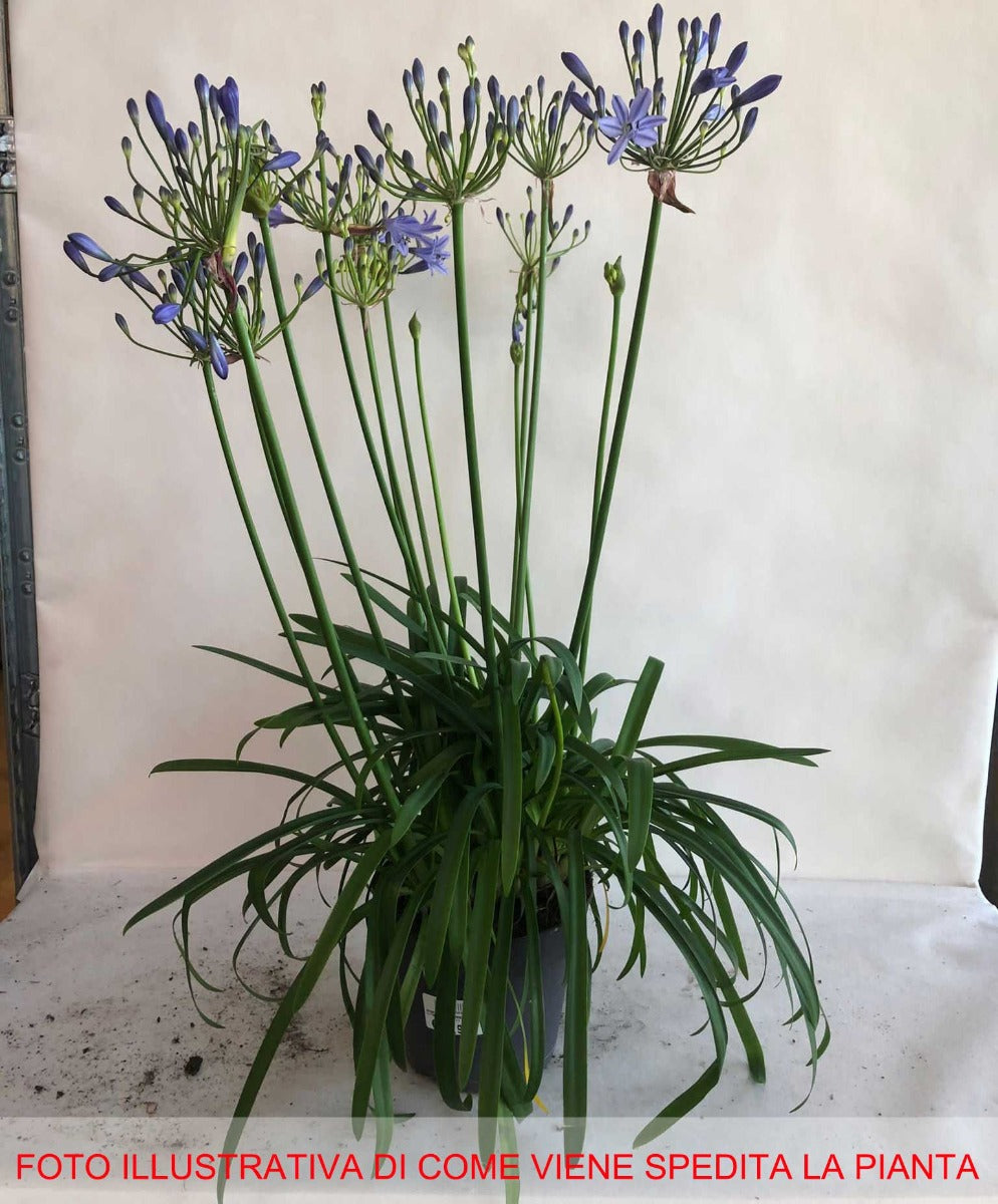 AGAPANTHUS BLU VASO 17CM