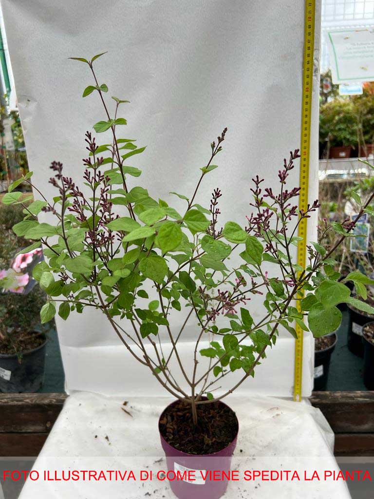 SYRINGA LILLA' DARK PURPLE IN VASO 13CM