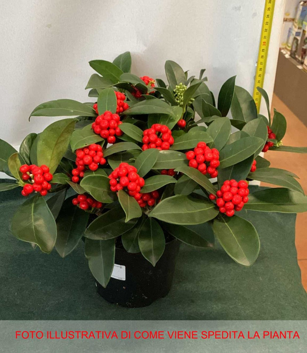 SKIMMIA O'BERRY VASO 17CM
