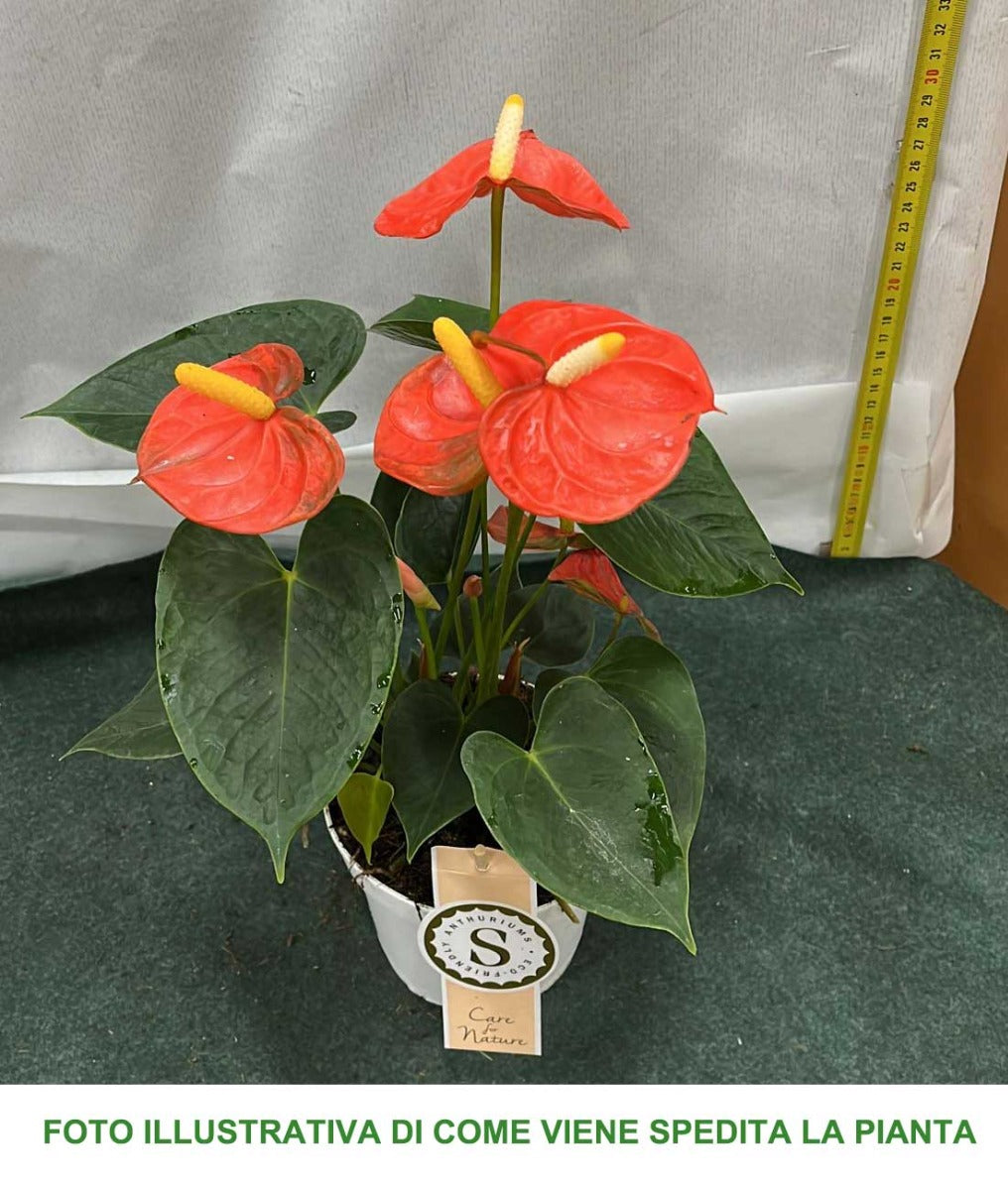 ANTHURIUM ROYAL ORANGE CHAMPION IN VASO 12CM