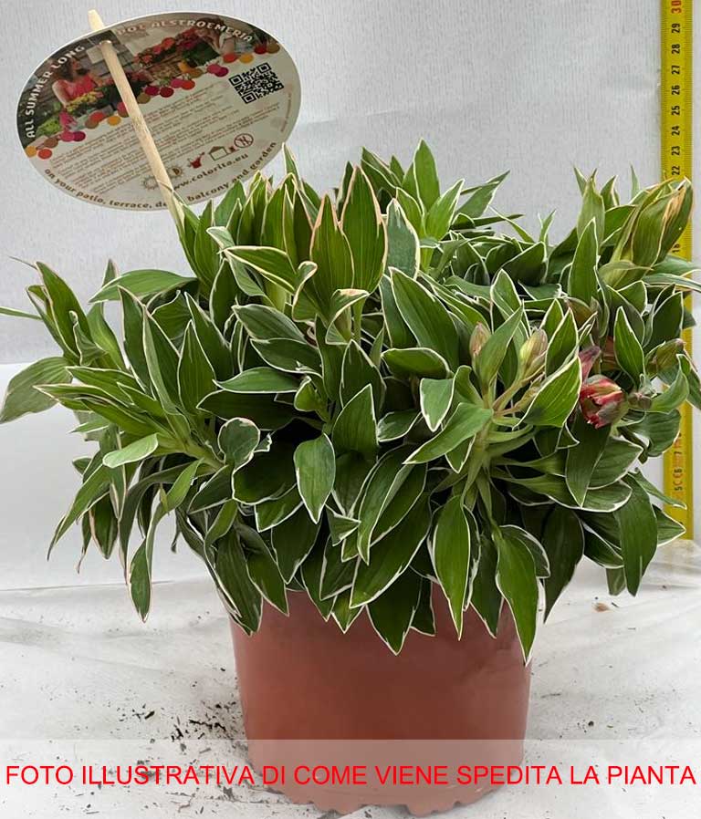ALSTROEMERIA COLORE ASSORTITO VASO 17CM