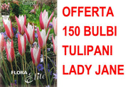 OFFERTA 150 BULBI TULIPANO LADY JANE