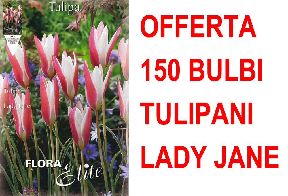 OFFERTA 150 BULBI TULIPANO LADY JANE