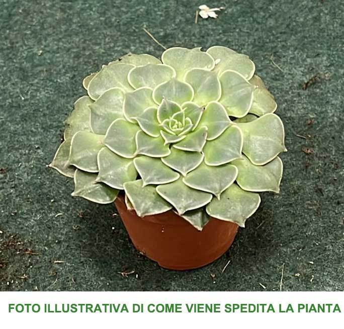TACITUS GRAPTOPETALUM VASO 5.5CM