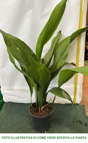 ASPIDISTRA ELATIOR VASO 14CM