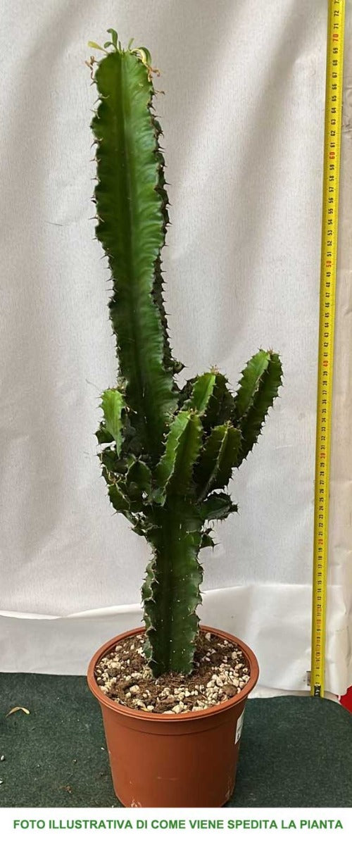 EUPHORBIA INGENS VASO 17CM