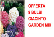 OFFERTA 9 BULBI GIACINTO GARDEN MIXED DI COLORI