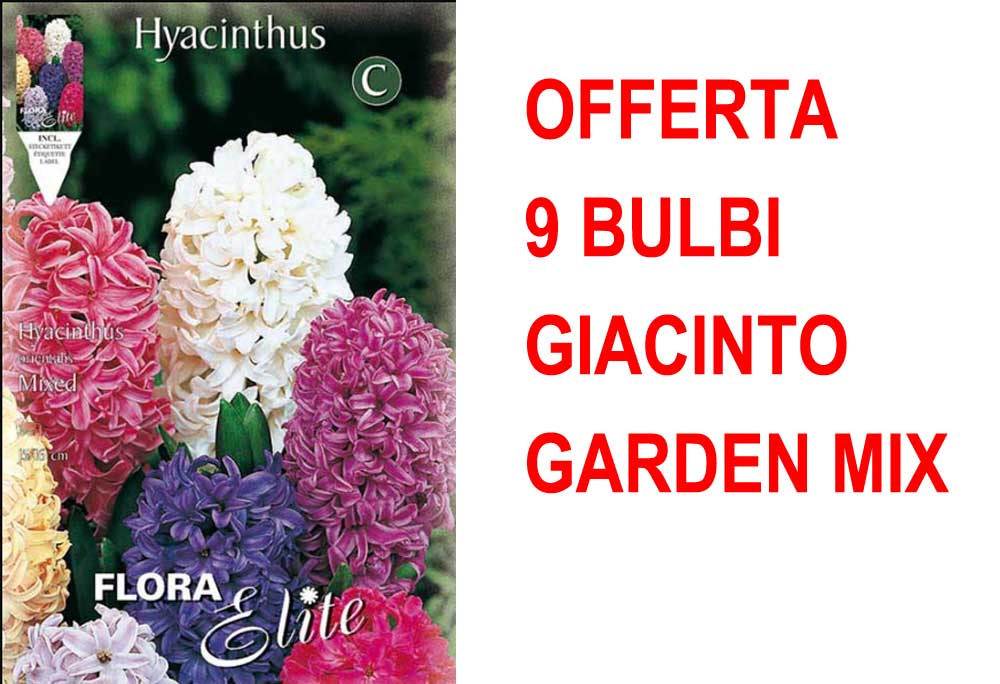 OFFERTA 9 BULBI GIACINTO GARDEN MIXED DI COLORI