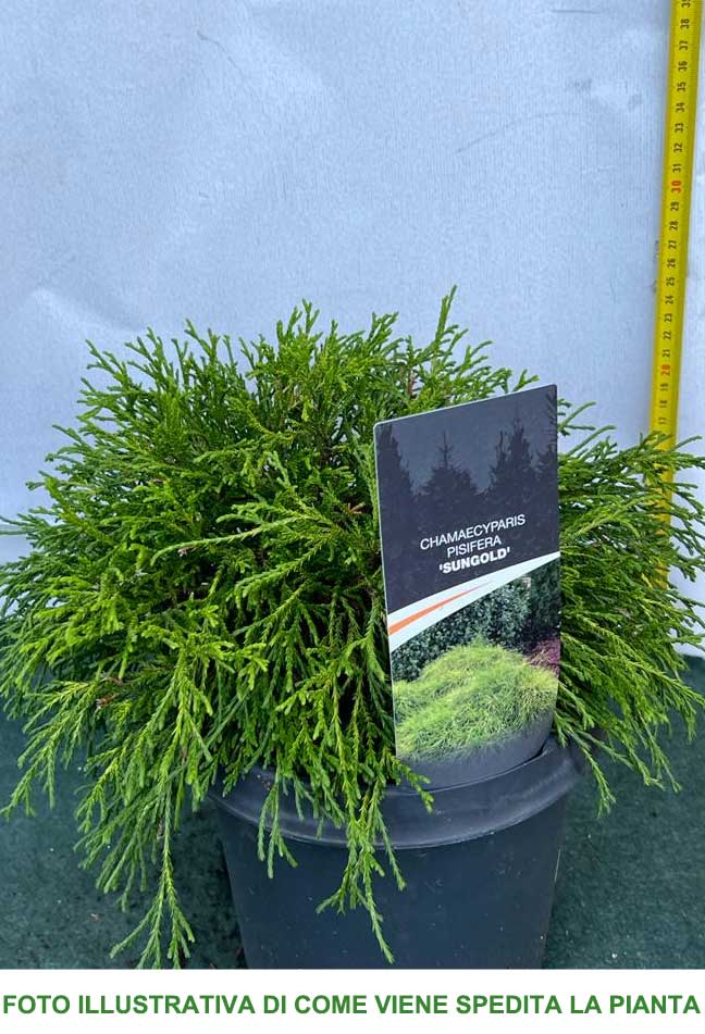 CHAMAECYPARIS PISIFERA SUNGOLD VASO 19CM