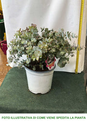 EUCALYPTUS CINEREA O EUCALIPTO VASO 19CM