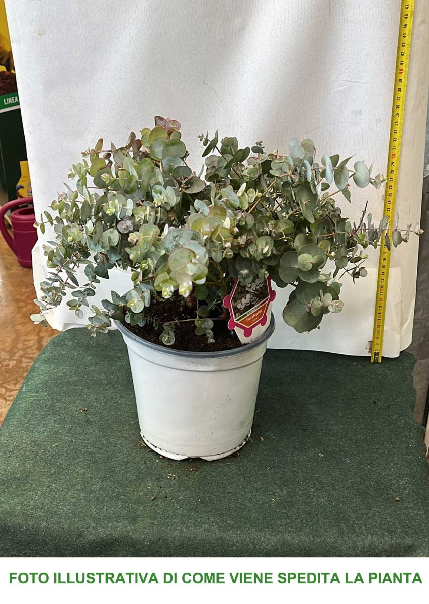 EUCALYPTUS CINEREA O EUCALIPTO VASO 19CM
