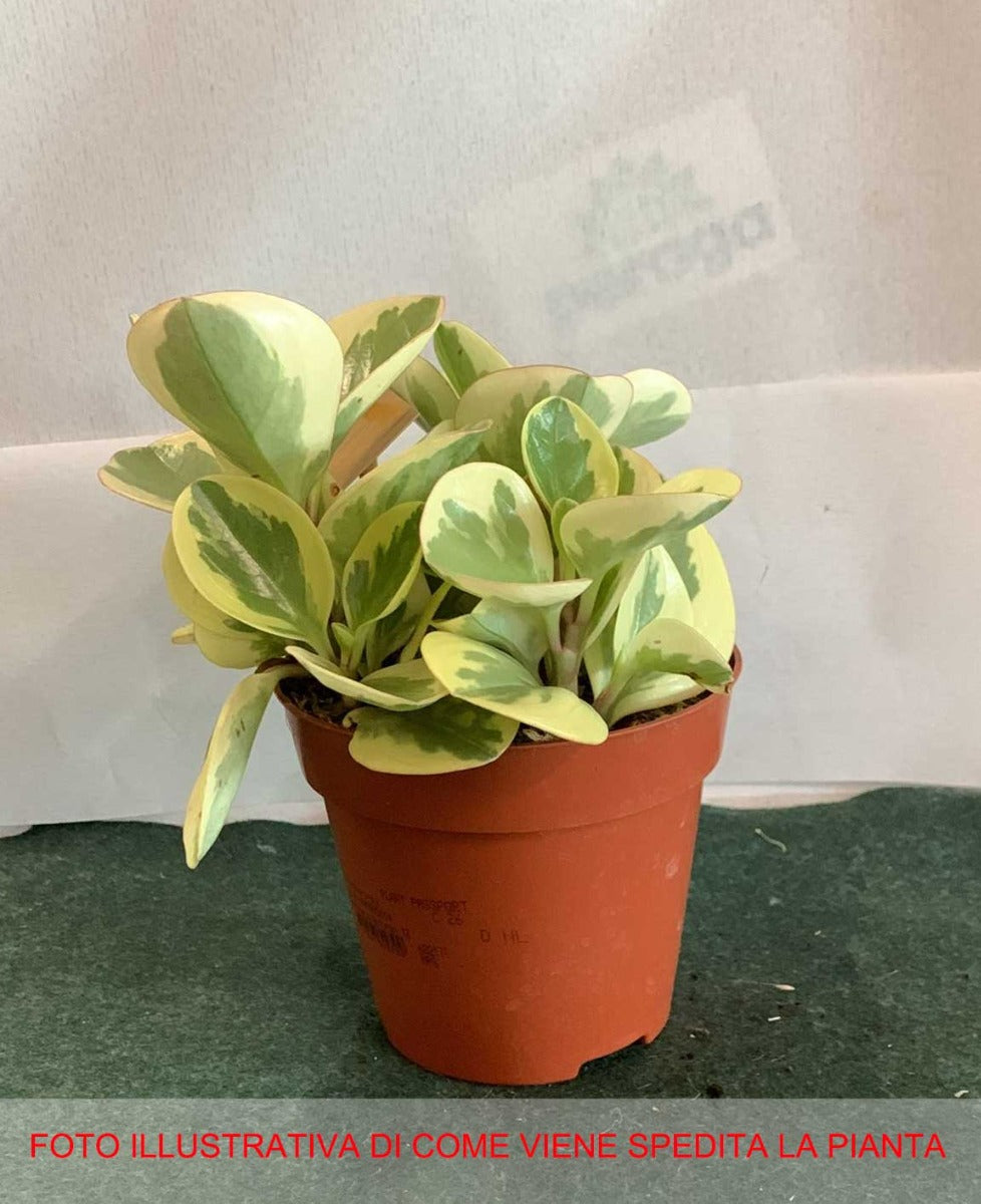PEPEROMIA OBTUSIFOLIA OBTIPAN BICOLOR VASO 12CM