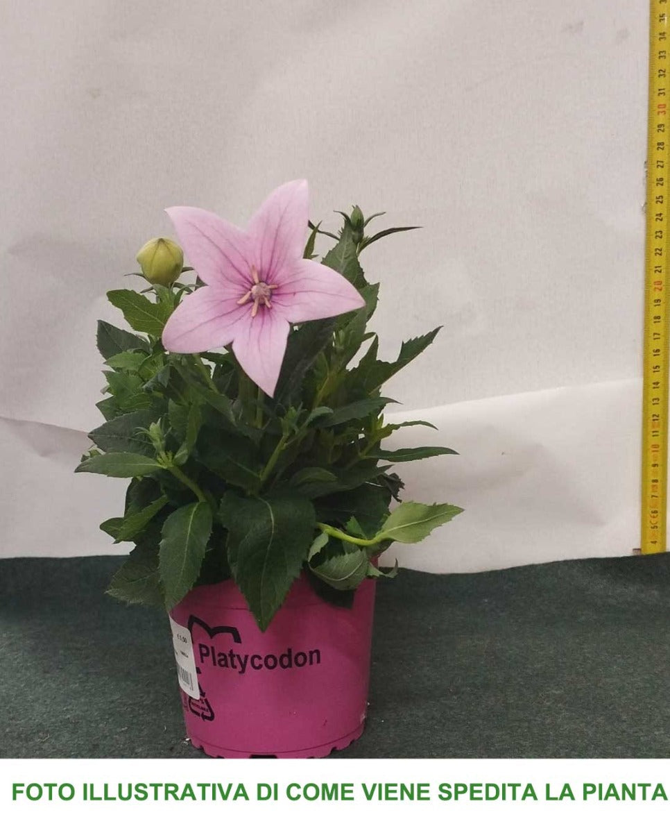 PLATYCODON  ROSA CAMPANULA VASO 12CM