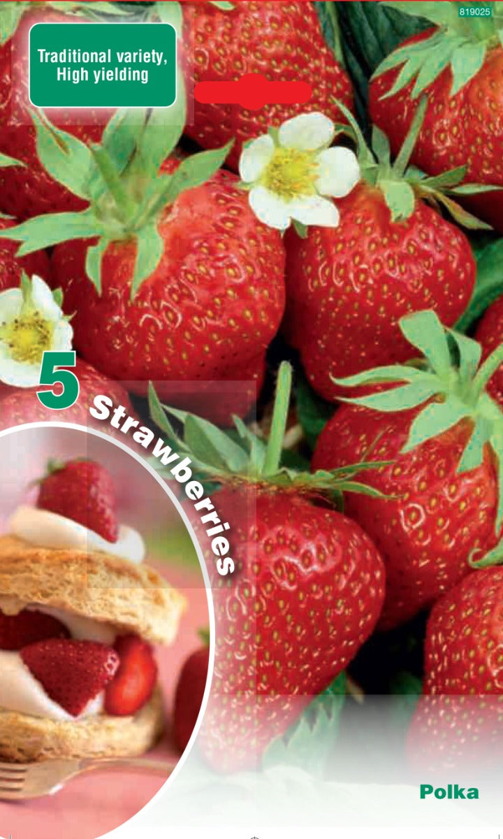OFFERTA 35 RADICI FRAGOLA POLKA