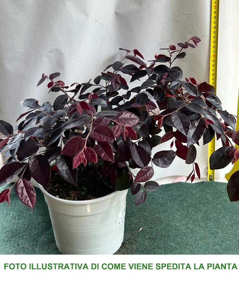 LOROPETALUM GORGEUS VASO 17CM