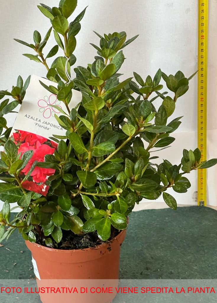 AZALEA JAPONICA RUSTICA FLORIDA VASO 15CM