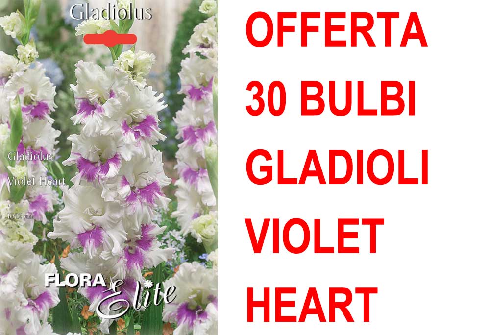 OFFERTA 30 BULBI GLADIOLO A FIORI GRANDI VIOLET HEART