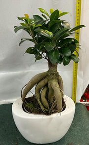 BONSAI FICUS GINSENG VASO CERAMICO 19CM