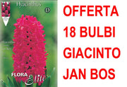 OFFERTA 18 BULBI GIACINTO JAN BOS