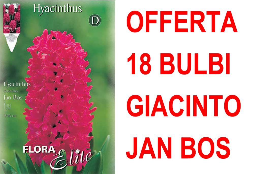 OFFERTA 18 BULBI GIACINTO JAN BOS