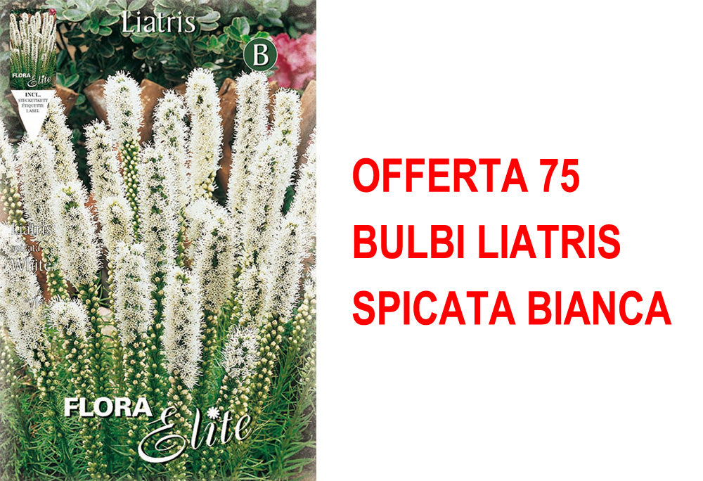 OFFERTA 75 BULBI LIATRIS SPICATA BIANCA