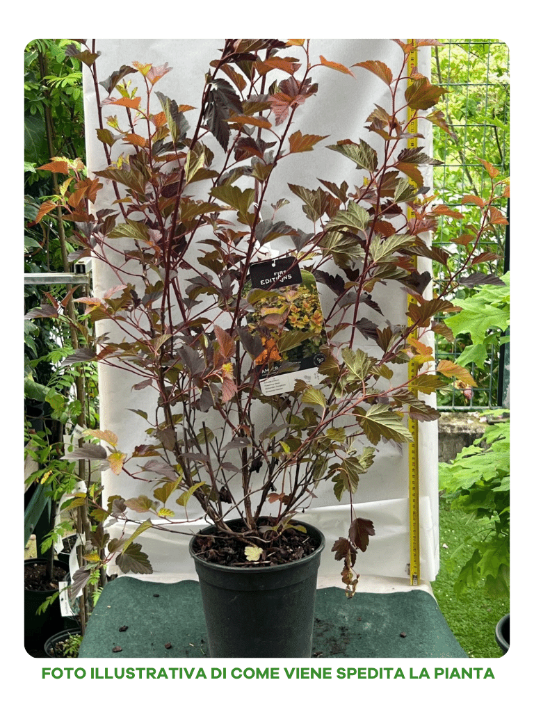 PHYSOCARPUS OPULIFOLIUS AMBER JUBILEE VASO 18CM