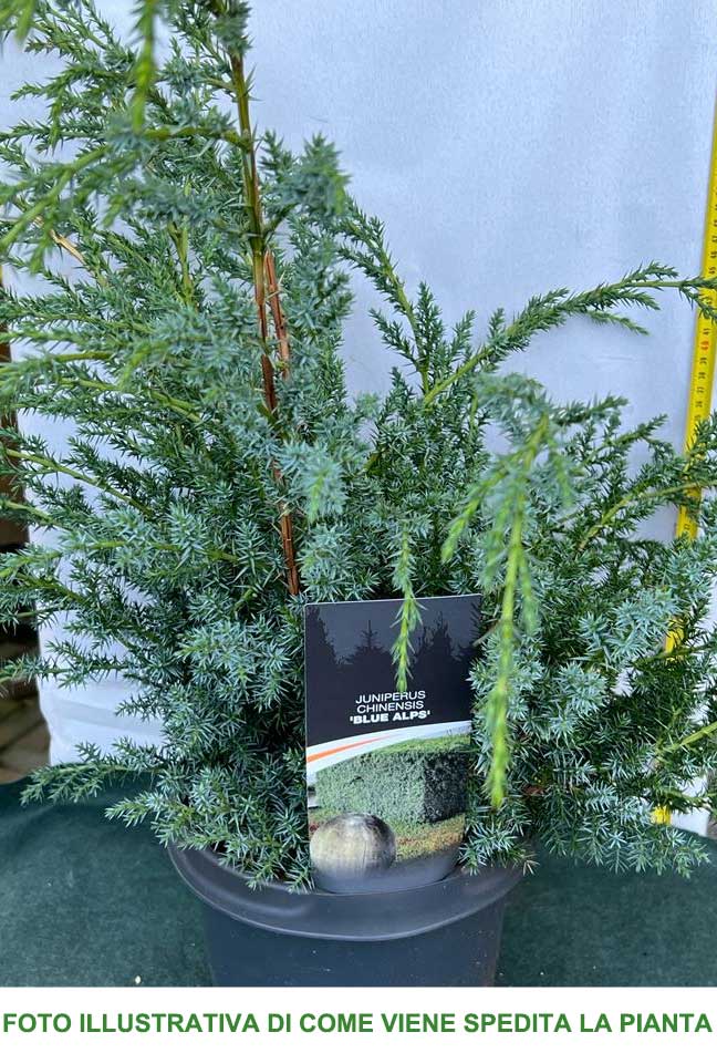 JUNIPERUS GINEPRO CHINENSIS BLUE ALPS IN VASO 23CM