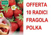 OFFERTA FRAGOLA POLKA 10 PIANTE A RADICE NUDA