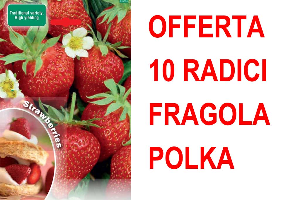 OFFERTA FRAGOLA POLKA 10 PIANTE A RADICE NUDA