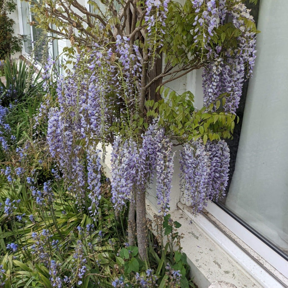 GLICINE WISTERIA MACROBOTRYS VASO 18CM