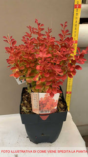 BERBERIS THUNBERGII ORANGE ICE VASO 17CM