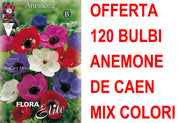 OFFERTA 120 BULBI ANEMONE DE CAEN MIX