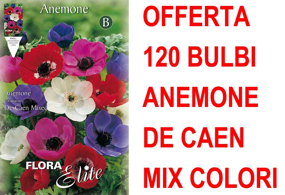 OFFERTA 120 BULBI ANEMONE DE CAEN MIX